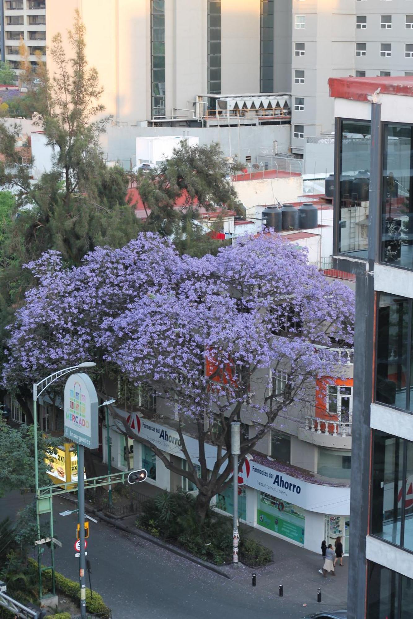 Triver Coliving Mexico City Exterior photo